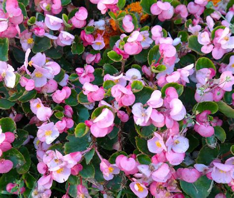 Begonia Wax Red Begonia Semperflorens Seeds