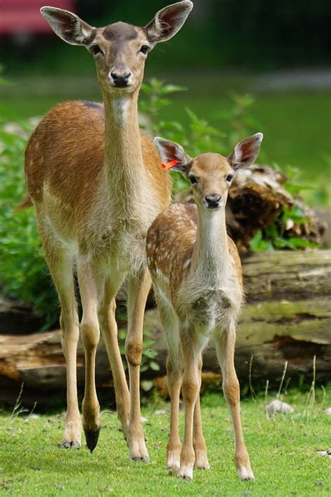 Free photo: Fallow Deer, Doe, Fawn, Hirsch - Free Image on Pixabay ...