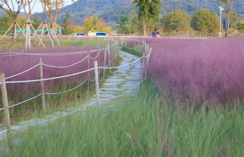 How to Grow Pink Muhly Grass: A Guide for Gardening Lovers