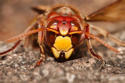 European hornet /01 by andabata on deviantART