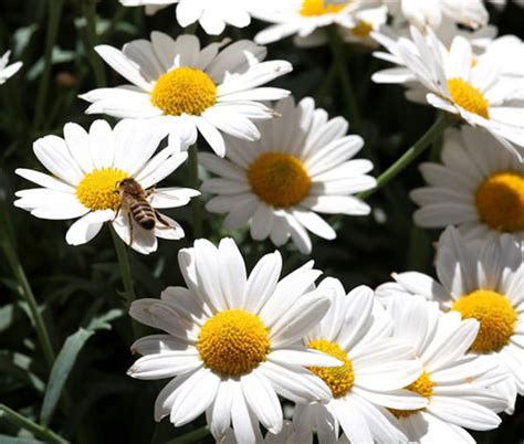 Ox-Eye Oxeye Daisy Leucanthemum Vulgare Seeds