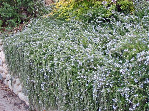 Image result for Trailing Rosemary | Architectural plants, Landscaping ...