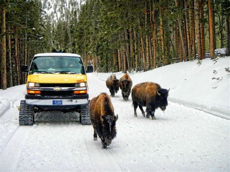 5 Reasons to Visit Yellowstone This Winter - Jackson Hole, WY - Jackson Hole WY