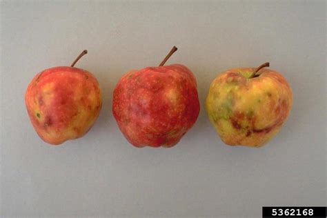 Apple Maggot: Got Pests? : Board of Pesticides Control: Maine DACF