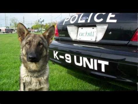 military and police k9s in action! - YouTube