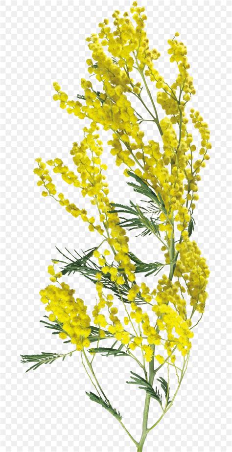 Flower Acacia Dealbata Clip Art, PNG, 681x1600px, Flower, Acacia Dealbata, Branch, Drawing ...