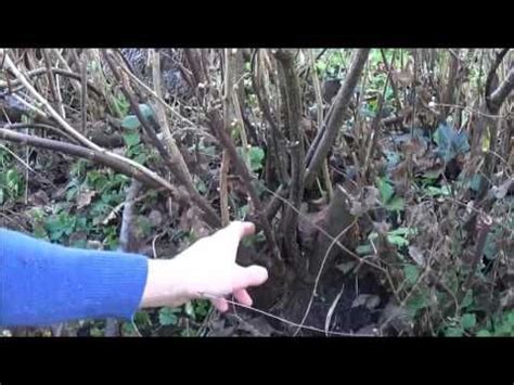 How to prune a blackcurrant bush. Pruning blackcurrants for beginners. - YouTube | Organic ...