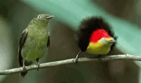 Birds Dancing GIF - Birds Bird Dancing - Discover & Share GIFs