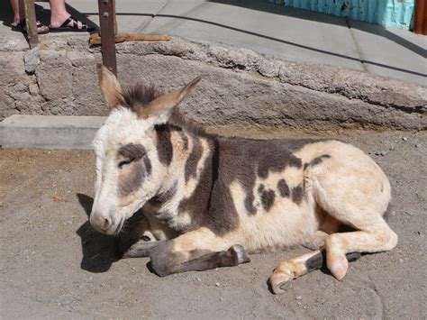 Equestrian Ink: The "Wild" Burros of Oatman, AZ