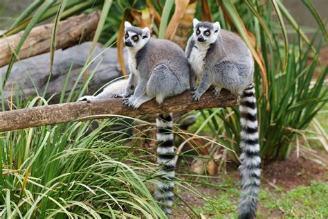 Download Animal Lemur HD Wallpaper