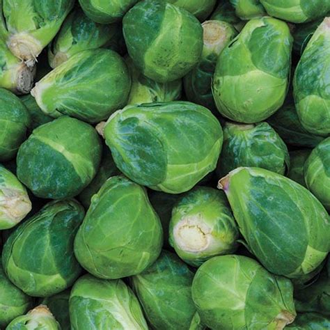 15 of the Best Brussels Sprout Varieties | Gardener’s Path