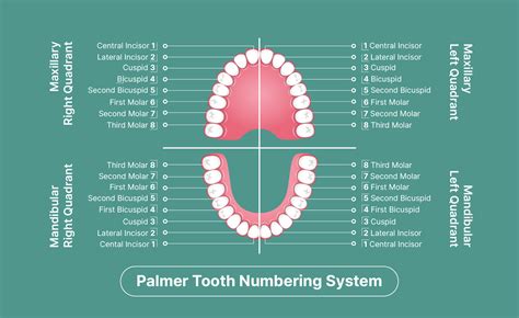 Dental Charting Symbols And Meanings at Jeannie Blue blog