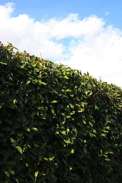 Photinia hedge Stock Photos, Royalty Free Photinia hedge Images ...