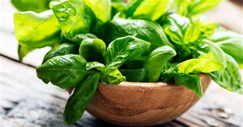 Basil: Uses, benefits and nutrition