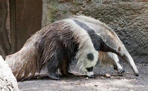 Giant anteater legs look like pandas - could confuse predators about location of head ...