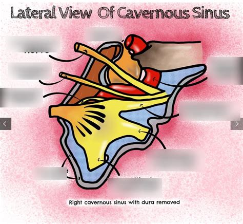 Lateral Cavernous Sinus Diagram | Quizlet