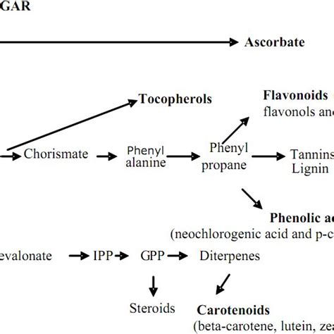 Synthesis of phytonutrients in plant cells. PEP,phosphoenolpyruvate ...