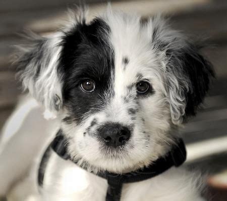 Pin by Caroline Riley on Puppies! | Collie mix, Dalmatian mix, Puppies