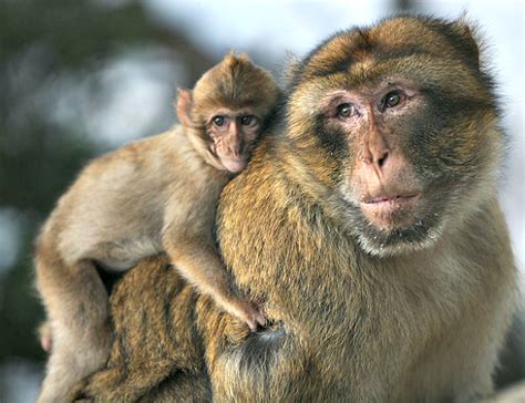 Barbary macaque | Fun Facts You Need to Know!