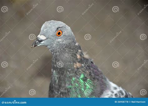 The feral pigeon stock photo. Image of bird, portrait - 26958778