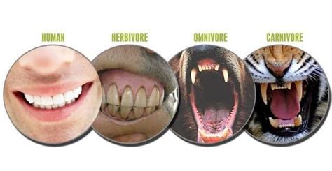 Human, Herbivore, Omnivore, Carnivore Teeth | Carnivore teeth, Teeth ...