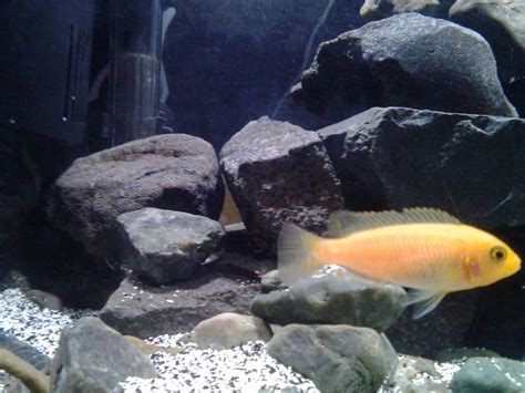 Mbuna Identification Help | Cichlid Fish Forum