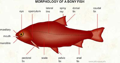 Science: Zoology