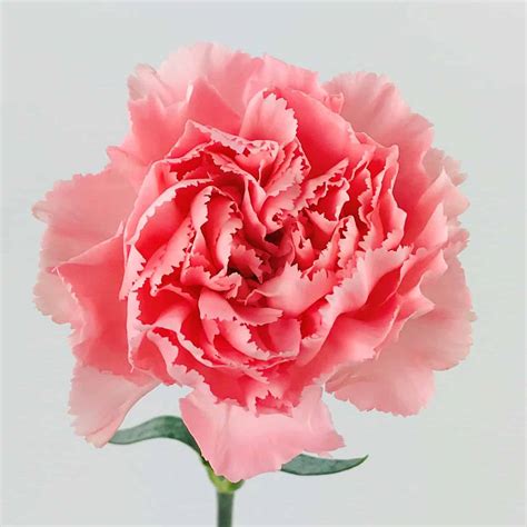 CARNATION LIGHT PINK - Wholesale Bulk Flowers - Cascade Floral