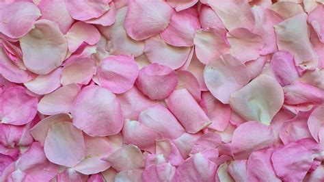 Rose Petals Wallpaper 4K, Pink, Floral Background, 5K