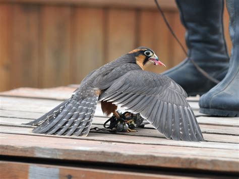 The Online Zoo - Aplomado Falcon