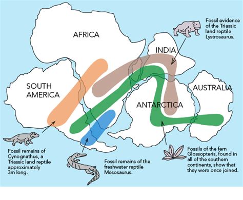 Fossil Evidence Map