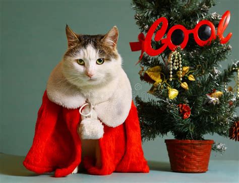 Cool Tom Cat in Santa Claus Garment Mantel Stock Image - Image of ...