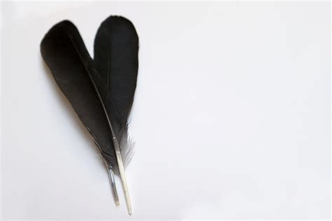 two crow feathers | STILL