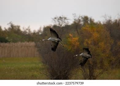 Wetland Animals Wildlife Photo Session Stock Photo 2237579739 ...