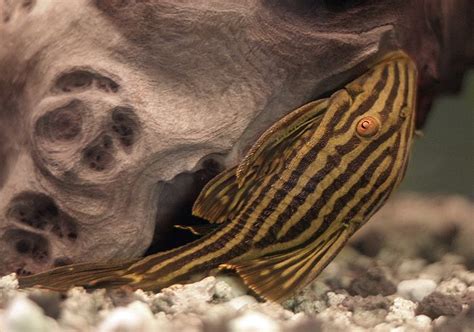 Royal Pleco (Panaque nigrolineatus) | Plecostomus, Aquarium fish, Freshwater aquarium fish