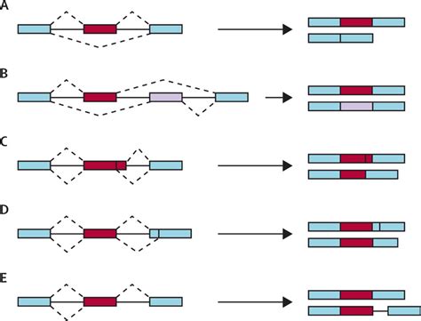 Alternative splicing: an emerging topic in molecular and clinical oncology - The Lancet Oncology