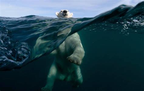 polar bear swimming photo | One Big Photo