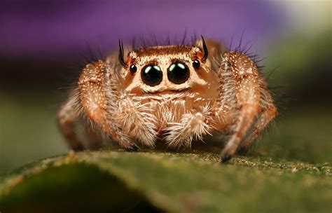 Human face sized spider found in Sri Lanka - Forums - MyAnimeList.net