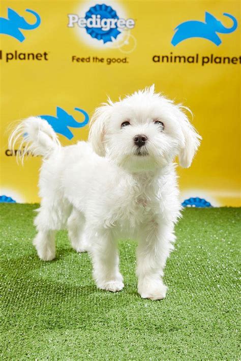 You Have to See the Starting Lineup for the Puppy Bowl