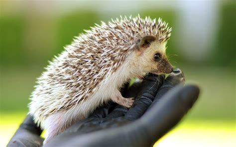 Cute Hedgehog Wallpapers - Wallpaper Cave