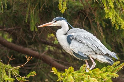 12 Birds That Look Like Herons: Identifying Herons, Egrets & More