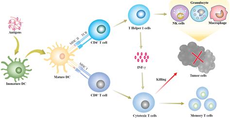 Schematic illustration of the mechanism of cancer immunotherapy ...