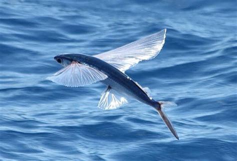 Flying fish, Exocoetus volitans | Ocean creatures, Fish, Animals of the ...