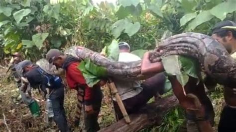 Ular Piton Raksasa Ditemukan Warga, Telurnya 1 Karung