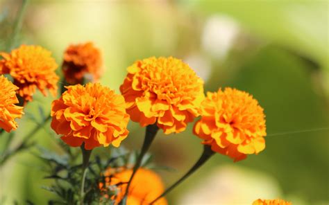 Marigold Wallpaper and Background Image | 1680x1050 | ID:335097