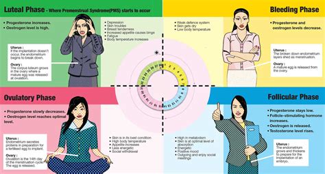 Image result for menstrual cycle phases | Menstrual cycle phases, Menstrual cycle, Long ...