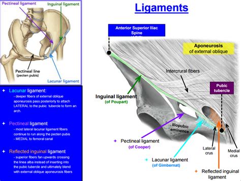 Lacunar Ligament