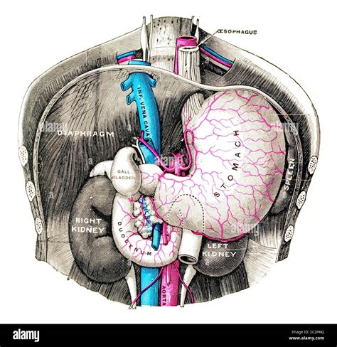 Stomach And Duodenum Diagram