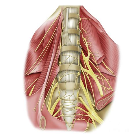 Lumbosacral Plexus Anatomy Photograph by Maurizio De Angelis/science Photo Library - Pixels