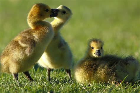 canada, Goose, Goslings, Chick, Geese, Baby Wallpapers HD / Desktop and Mobile Backgrounds